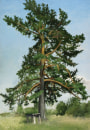 Pine tree in Dundaga, 2002