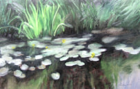 Yellow water lilies, 2002