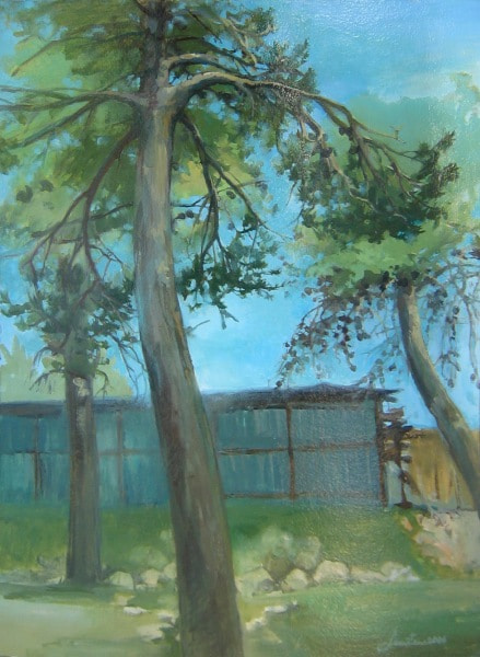 Pine trees in Jerusalem, 2006