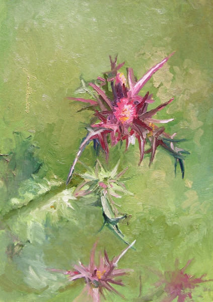 Syrian thistle, 2009
